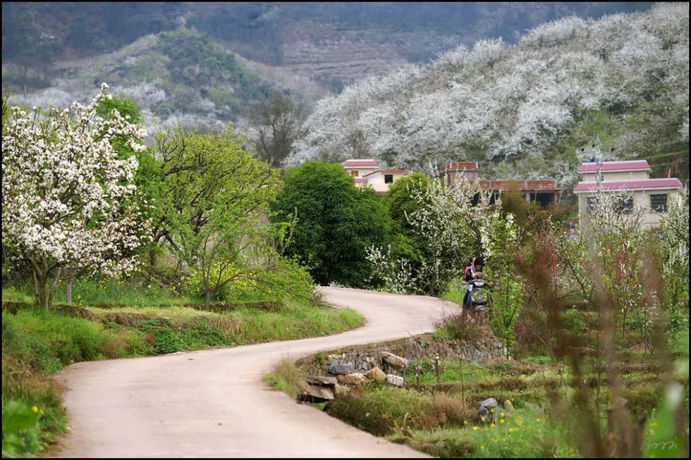 【春天,广西桂林灌阳县向您发出邀请!】我们在灌阳看梨花 - 游山玩水 - 伊犁生活社区 - 伊犁28生活网 yili.28life.com