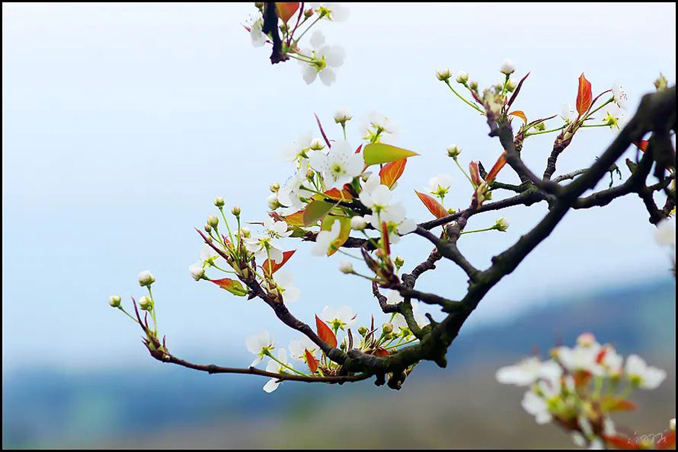【春天,广西桂林灌阳县向您发出邀请!】我们在灌阳看梨花 - 游山玩水 - 伊犁生活社区 - 伊犁28生活网 yili.28life.com