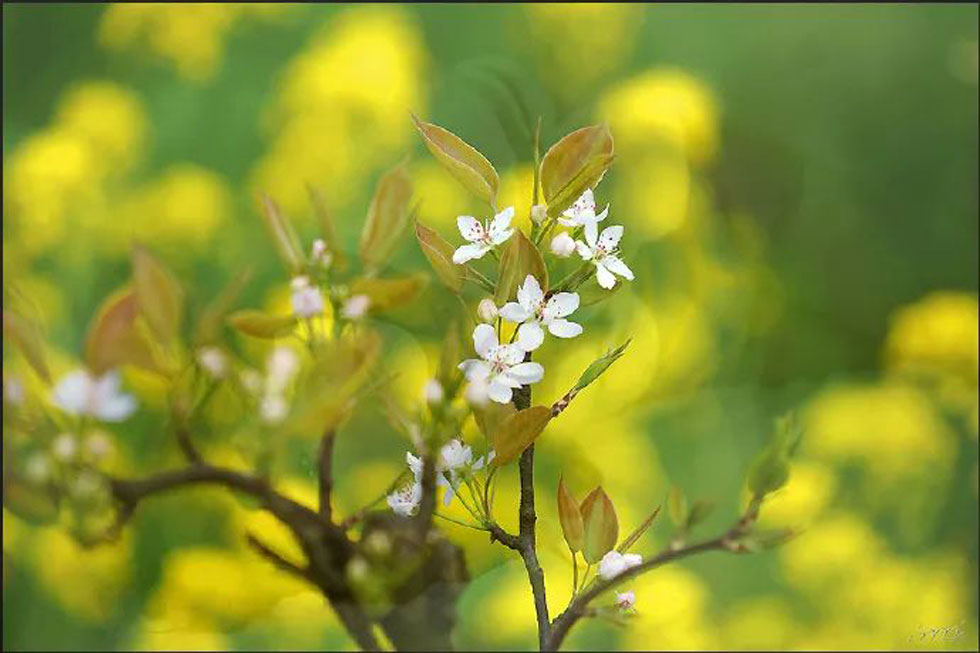 【春天,广西桂林灌阳县向您发出邀请!】我们在灌阳看梨花 - 游山玩水 - 伊犁生活社区 - 伊犁28生活网 yili.28life.com