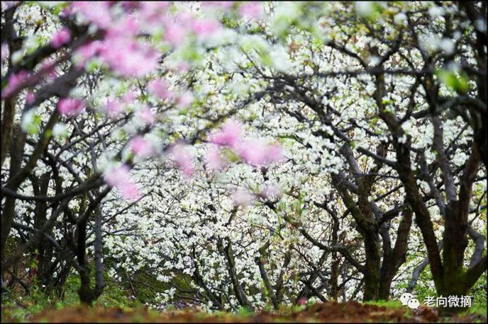 【春天,广西桂林灌阳县向您发出邀请!】我们在灌阳看梨花 - 游山玩水 - 伊犁生活社区 - 伊犁28生活网 yili.28life.com