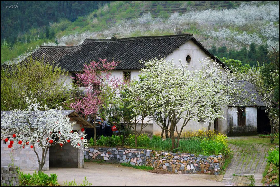 【春天,广西桂林灌阳县向您发出邀请!】我们在灌阳看梨花 - 游山玩水 - 伊犁生活社区 - 伊犁28生活网 yili.28life.com