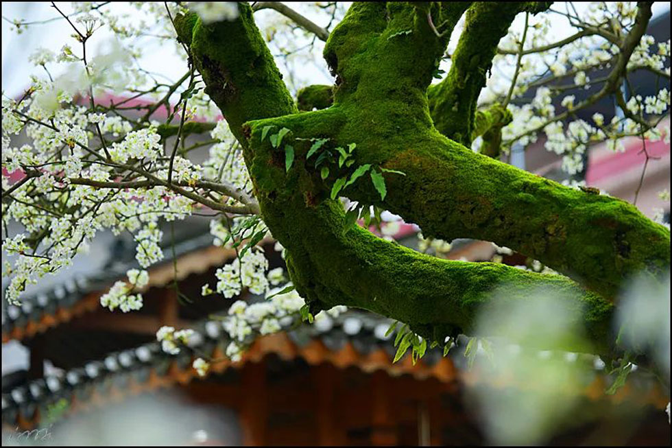 【春天,广西桂林灌阳县向您发出邀请!】我们在灌阳看梨花 - 游山玩水 - 伊犁生活社区 - 伊犁28生活网 yili.28life.com