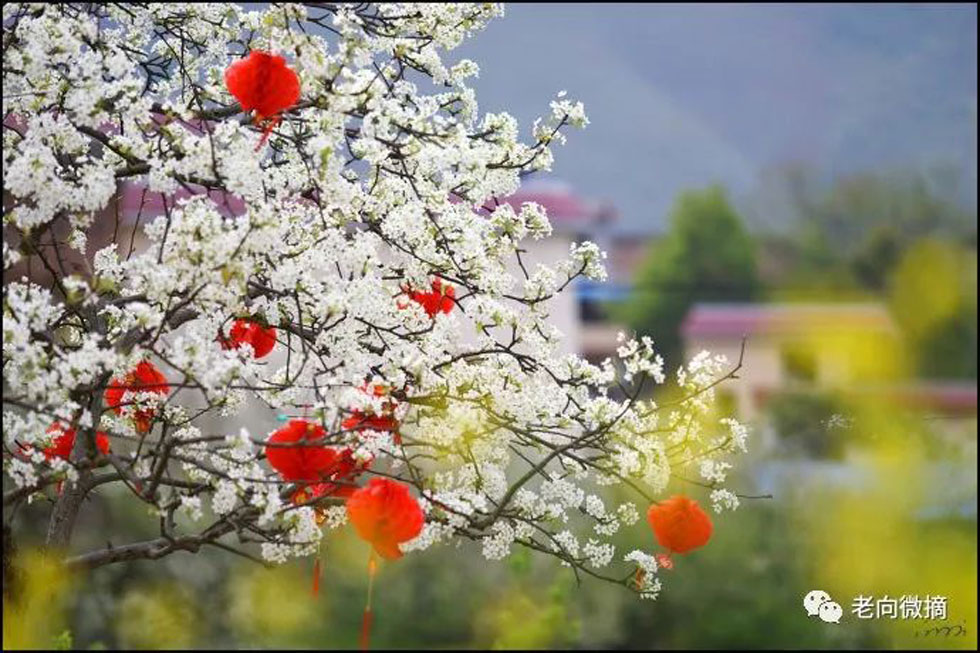 【春天,广西桂林灌阳县向您发出邀请!】我们在灌阳看梨花 - 游山玩水 - 伊犁生活社区 - 伊犁28生活网 yili.28life.com
