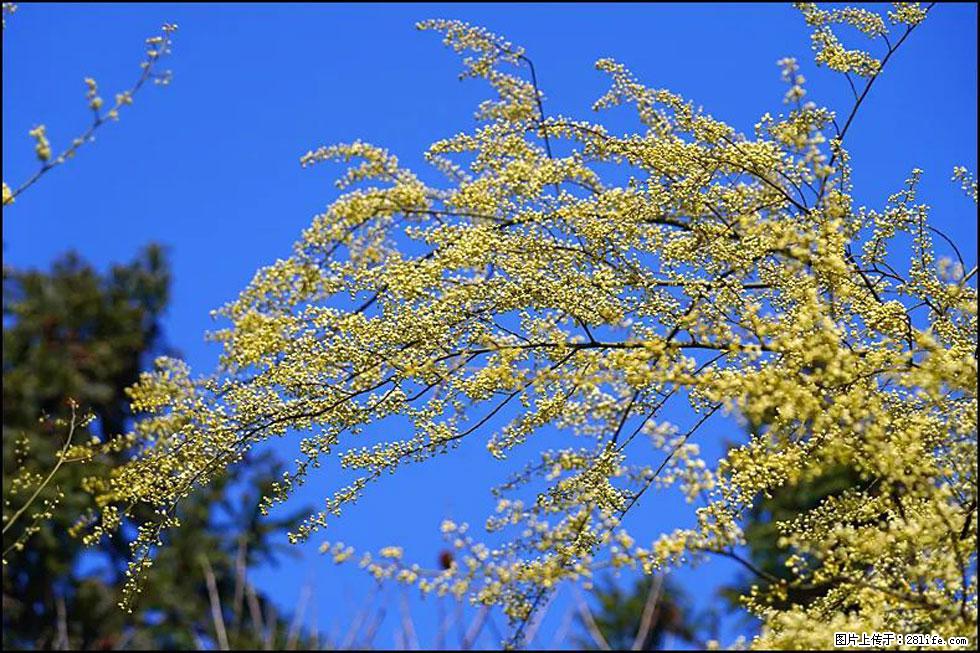 【春天,广西桂林灌阳县向您发出邀请!】米珠山前有片山苍子花在飘香 - 游山玩水 - 伊犁生活社区 - 伊犁28生活网 yili.28life.com