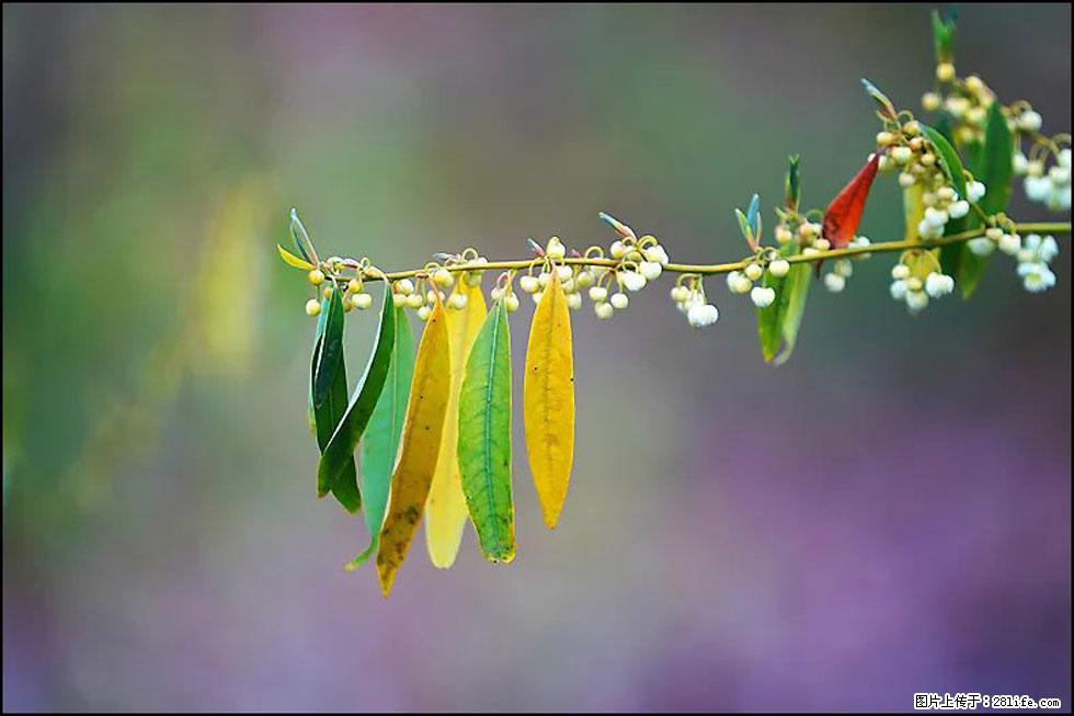 【春天,广西桂林灌阳县向您发出邀请!】米珠山前有片山苍子花在飘香 - 游山玩水 - 伊犁生活社区 - 伊犁28生活网 yili.28life.com