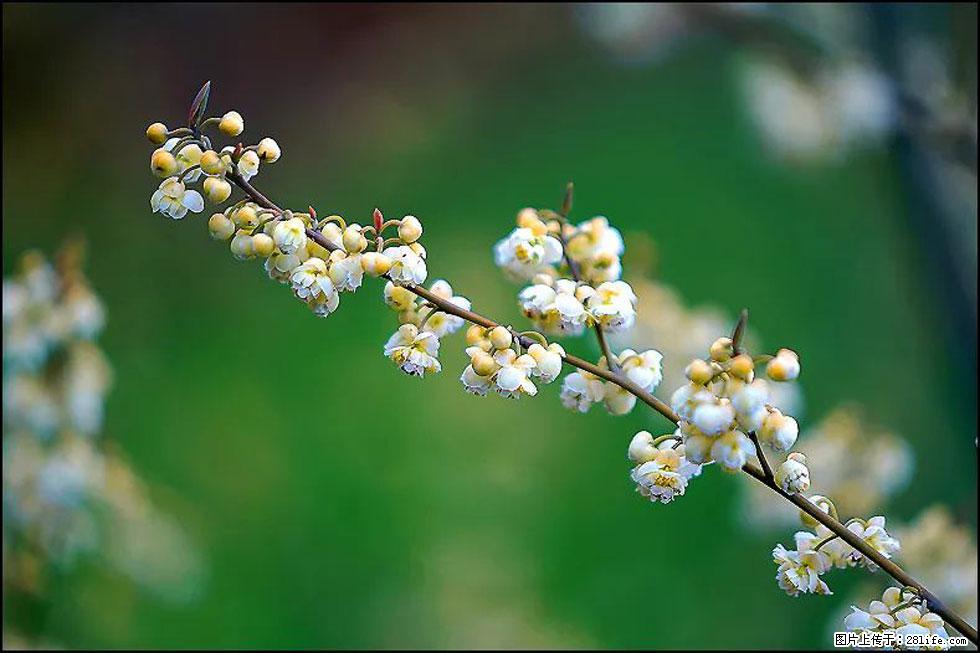 【春天,广西桂林灌阳县向您发出邀请!】米珠山前有片山苍子花在飘香 - 游山玩水 - 伊犁生活社区 - 伊犁28生活网 yili.28life.com