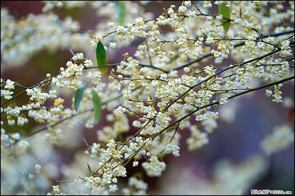 【春天,广西桂林灌阳县向您发出邀请!】米珠山前有片山苍子花在飘香 - 游山玩水 - 伊犁生活社区 - 伊犁28生活网 yili.28life.com