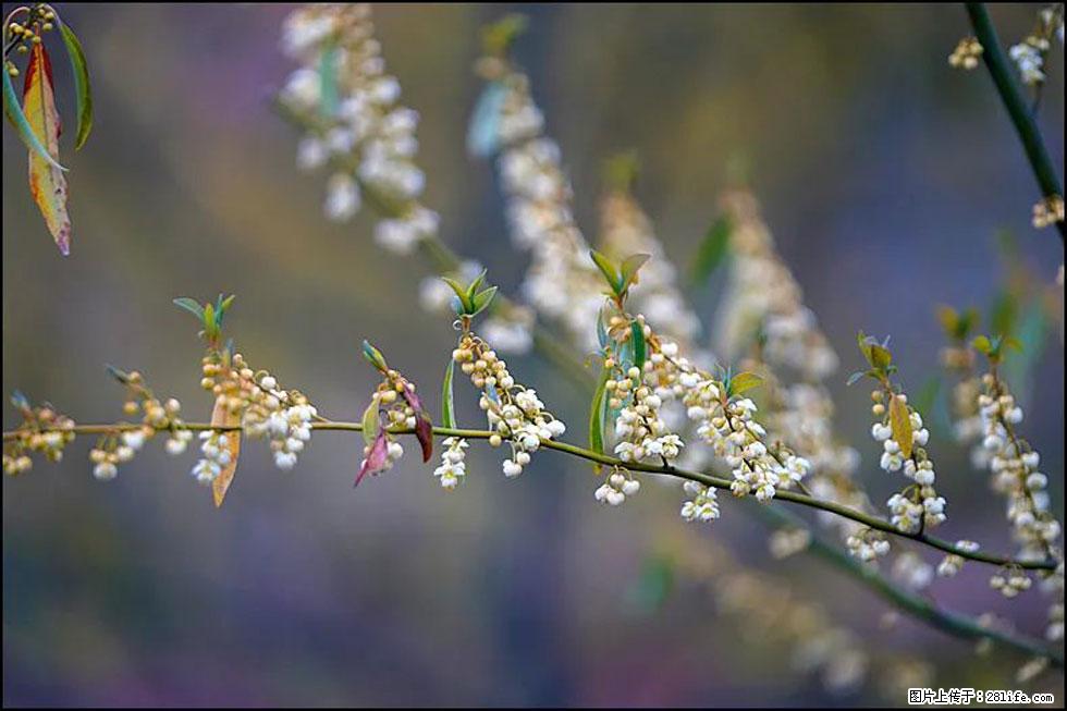 【春天,广西桂林灌阳县向您发出邀请!】米珠山前有片山苍子花在飘香 - 游山玩水 - 伊犁生活社区 - 伊犁28生活网 yili.28life.com