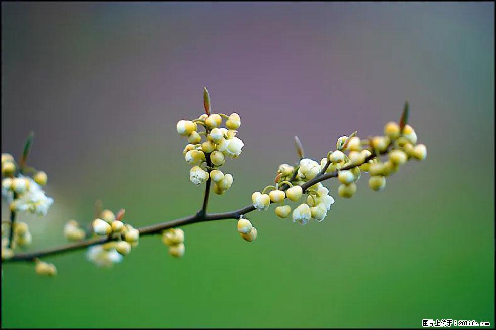 【春天,广西桂林灌阳县向您发出邀请!】米珠山前有片山苍子花在飘香 - 游山玩水 - 伊犁生活社区 - 伊犁28生活网 yili.28life.com
