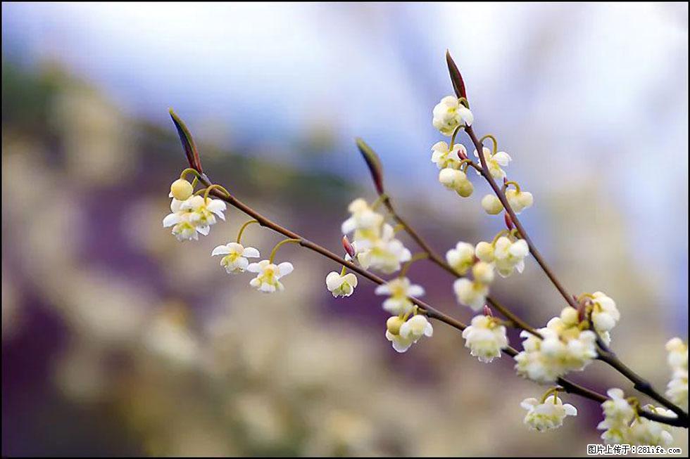【春天,广西桂林灌阳县向您发出邀请!】米珠山前有片山苍子花在飘香 - 游山玩水 - 伊犁生活社区 - 伊犁28生活网 yili.28life.com