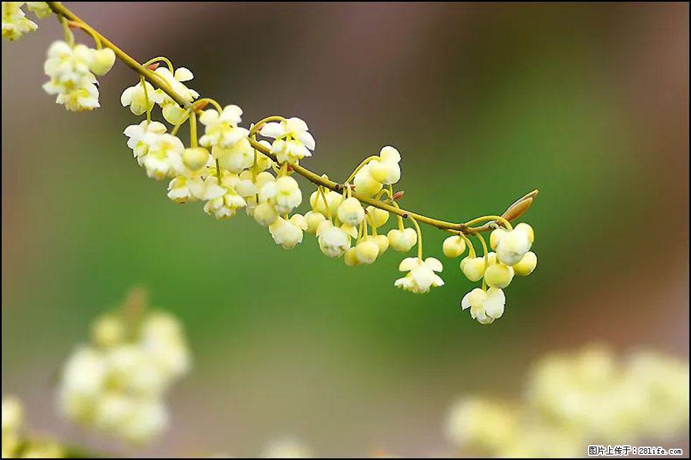 【春天,广西桂林灌阳县向您发出邀请!】米珠山前有片山苍子花在飘香 - 游山玩水 - 伊犁生活社区 - 伊犁28生活网 yili.28life.com