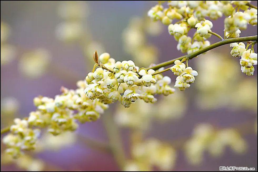 【春天,广西桂林灌阳县向您发出邀请!】米珠山前有片山苍子花在飘香 - 游山玩水 - 伊犁生活社区 - 伊犁28生活网 yili.28life.com