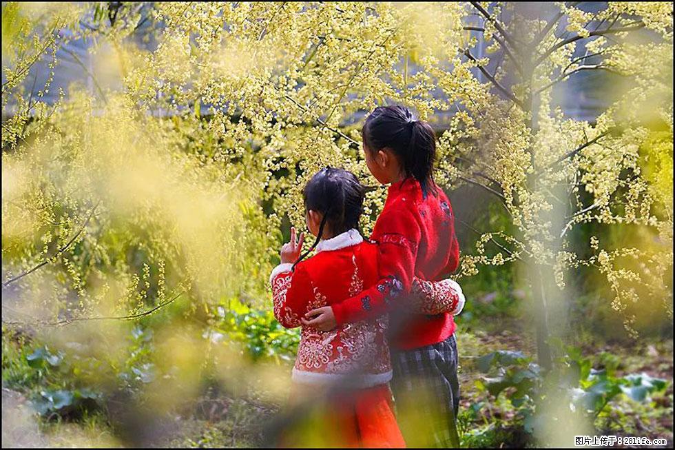 【春天,广西桂林灌阳县向您发出邀请!】米珠山前有片山苍子花在飘香 - 游山玩水 - 伊犁生活社区 - 伊犁28生活网 yili.28life.com