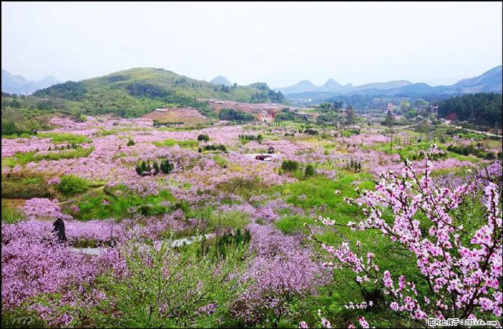 【春天,广西桂林灌阳县向您发出邀请!】官庄村有个醉美的桃花园 - 游山玩水 - 伊犁生活社区 - 伊犁28生活网 yili.28life.com