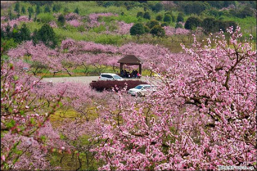 【春天,广西桂林灌阳县向您发出邀请!】官庄村有个醉美的桃花园 - 游山玩水 - 伊犁生活社区 - 伊犁28生活网 yili.28life.com