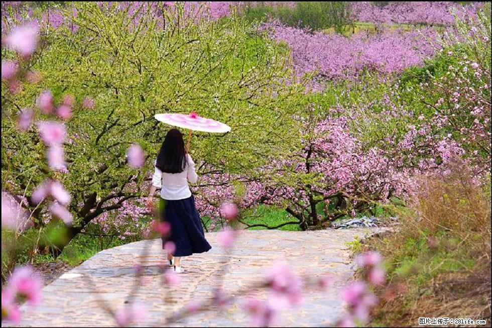 【春天,广西桂林灌阳县向您发出邀请!】官庄村有个醉美的桃花园 - 游山玩水 - 伊犁生活社区 - 伊犁28生活网 yili.28life.com