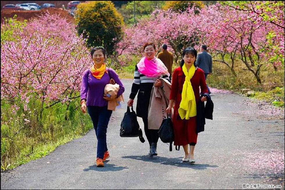 【春天,广西桂林灌阳县向您发出邀请!】官庄村有个醉美的桃花园 - 游山玩水 - 伊犁生活社区 - 伊犁28生活网 yili.28life.com