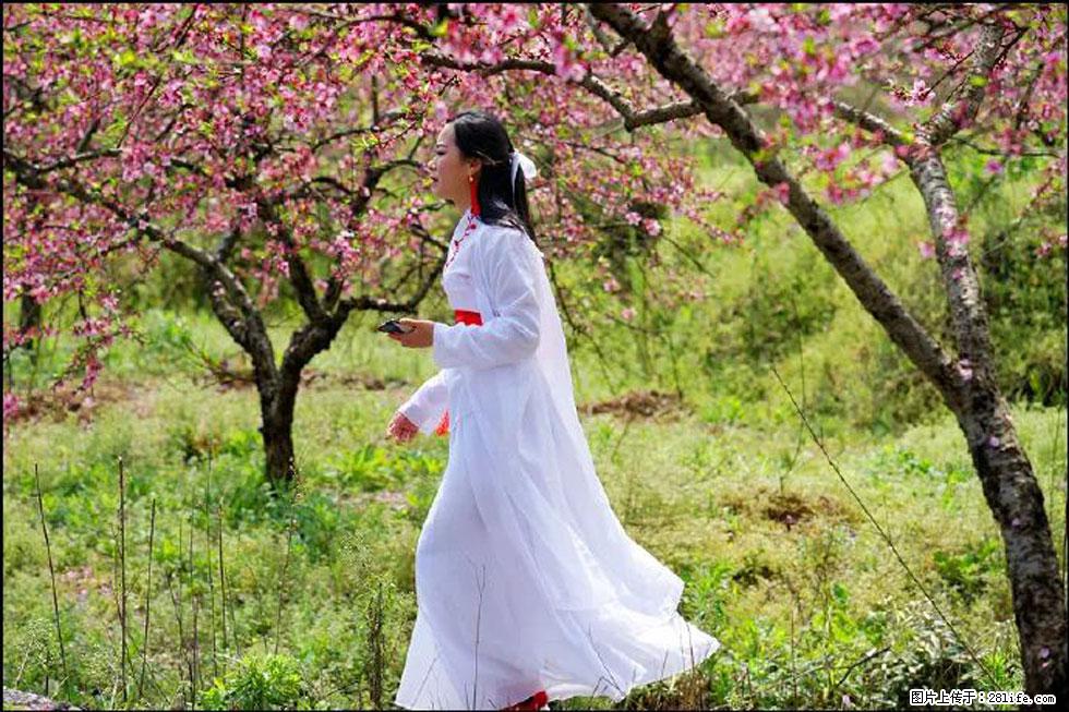 【春天,广西桂林灌阳县向您发出邀请!】官庄村有个醉美的桃花园 - 游山玩水 - 伊犁生活社区 - 伊犁28生活网 yili.28life.com