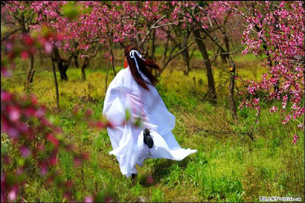 【春天,广西桂林灌阳县向您发出邀请!】官庄村有个醉美的桃花园 - 游山玩水 - 伊犁生活社区 - 伊犁28生活网 yili.28life.com