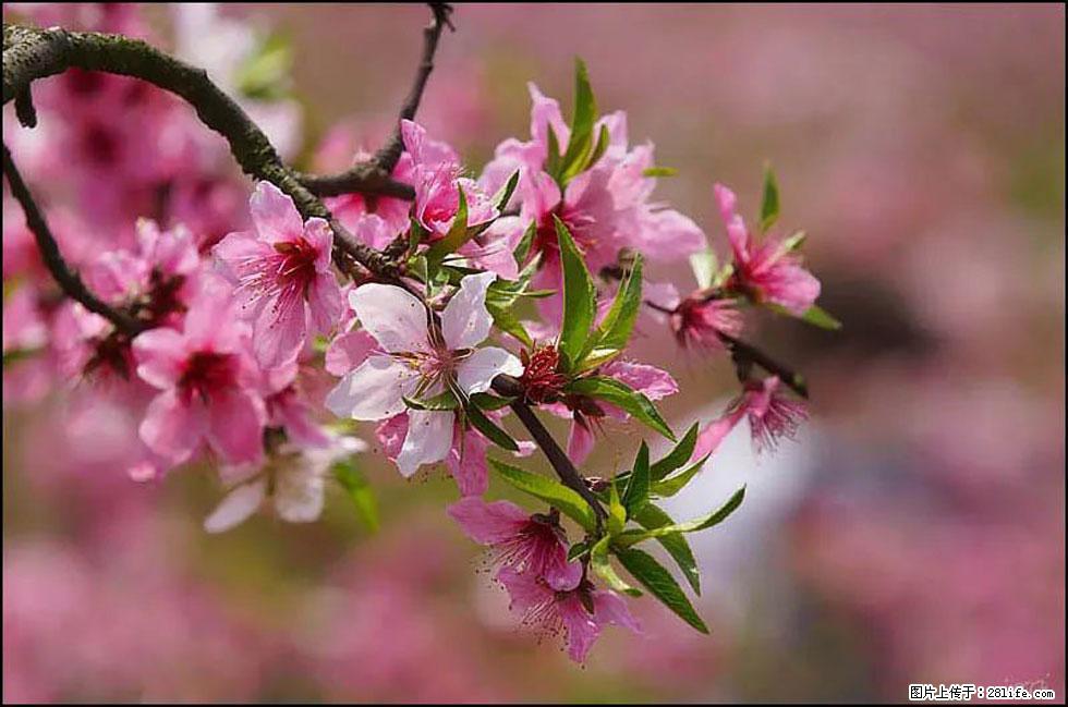 【春天,广西桂林灌阳县向您发出邀请!】官庄村有个醉美的桃花园 - 游山玩水 - 伊犁生活社区 - 伊犁28生活网 yili.28life.com