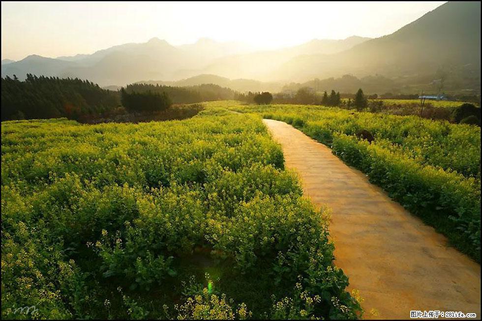 【春天,广西桂林灌阳县向您发出邀请!】长坪村油菜盛情花开 - 游山玩水 - 伊犁生活社区 - 伊犁28生活网 yili.28life.com