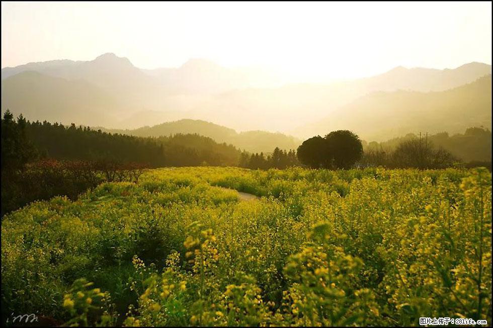 【春天,广西桂林灌阳县向您发出邀请!】长坪村油菜盛情花开 - 游山玩水 - 伊犁生活社区 - 伊犁28生活网 yili.28life.com