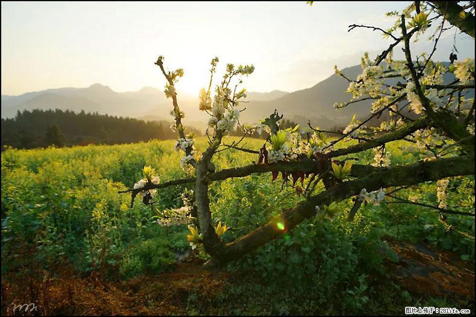 【春天,广西桂林灌阳县向您发出邀请!】长坪村油菜盛情花开 - 游山玩水 - 伊犁生活社区 - 伊犁28生活网 yili.28life.com