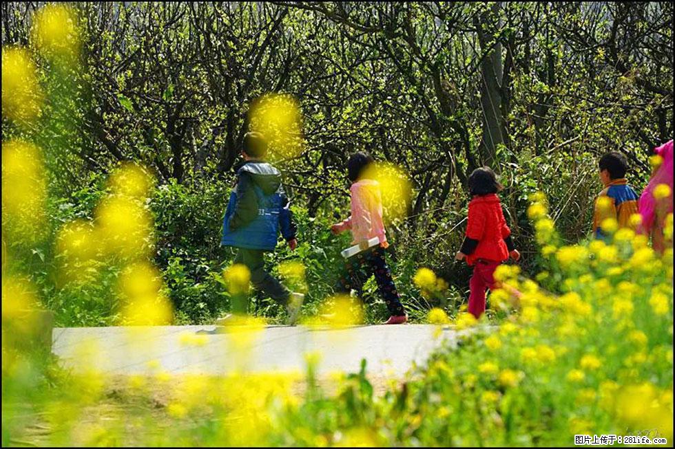 【春天,广西桂林灌阳县向您发出邀请!】长坪村油菜盛情花开 - 游山玩水 - 伊犁生活社区 - 伊犁28生活网 yili.28life.com