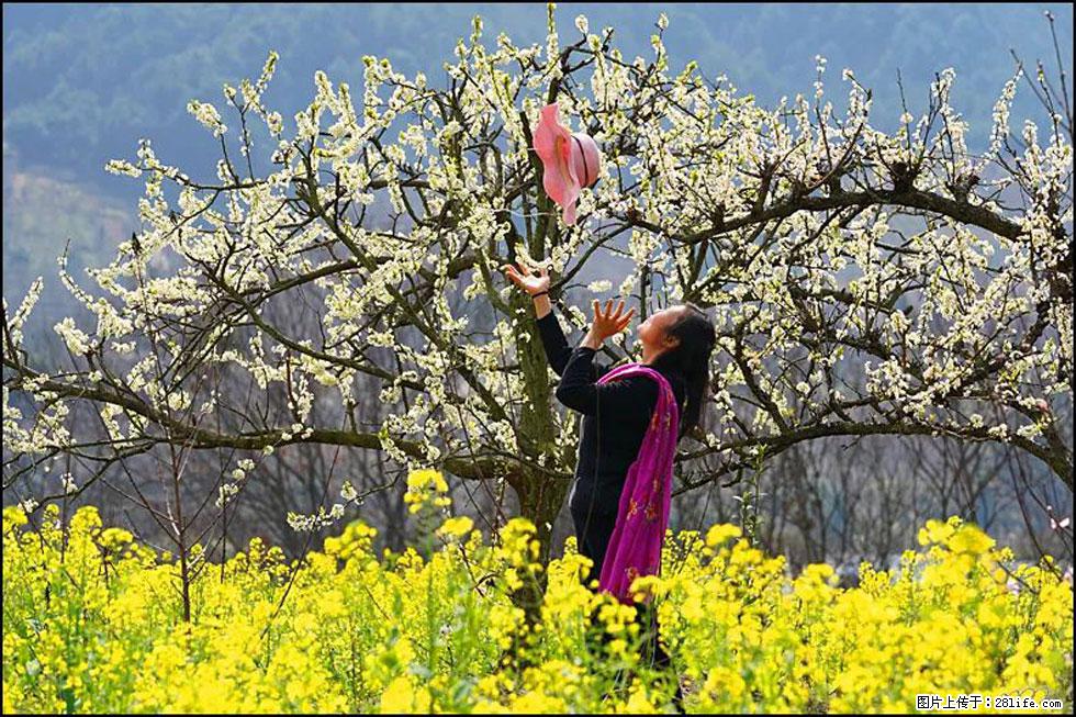 【春天,广西桂林灌阳县向您发出邀请!】长坪村油菜盛情花开 - 游山玩水 - 伊犁生活社区 - 伊犁28生活网 yili.28life.com