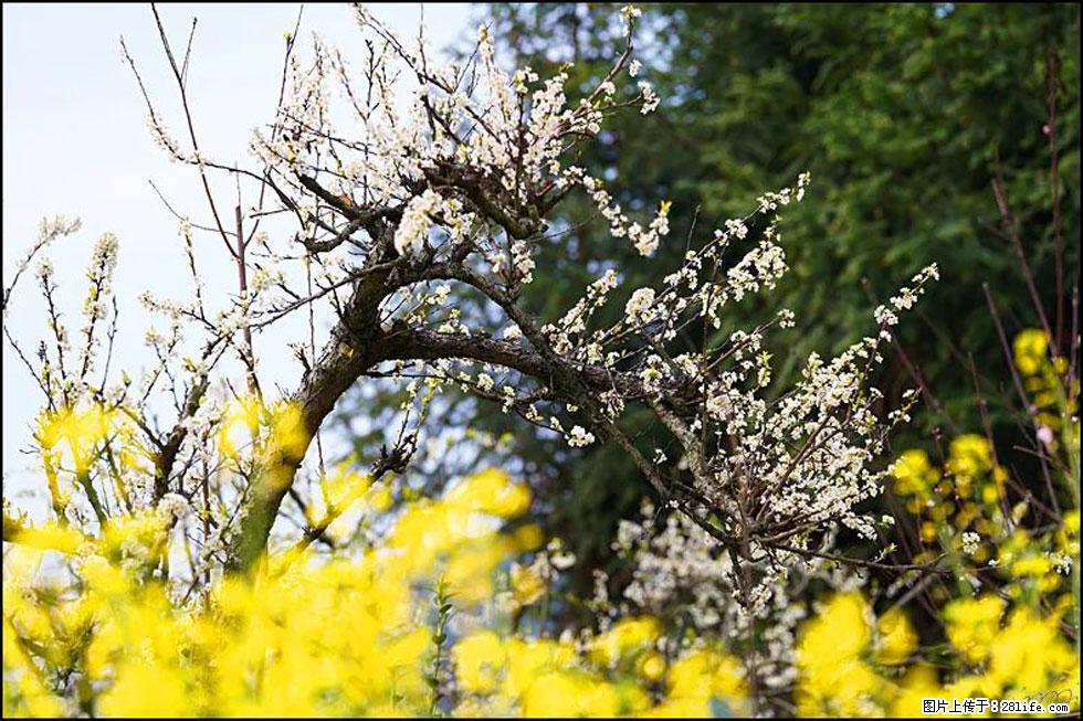 【春天,广西桂林灌阳县向您发出邀请!】长坪村油菜盛情花开 - 游山玩水 - 伊犁生活社区 - 伊犁28生活网 yili.28life.com