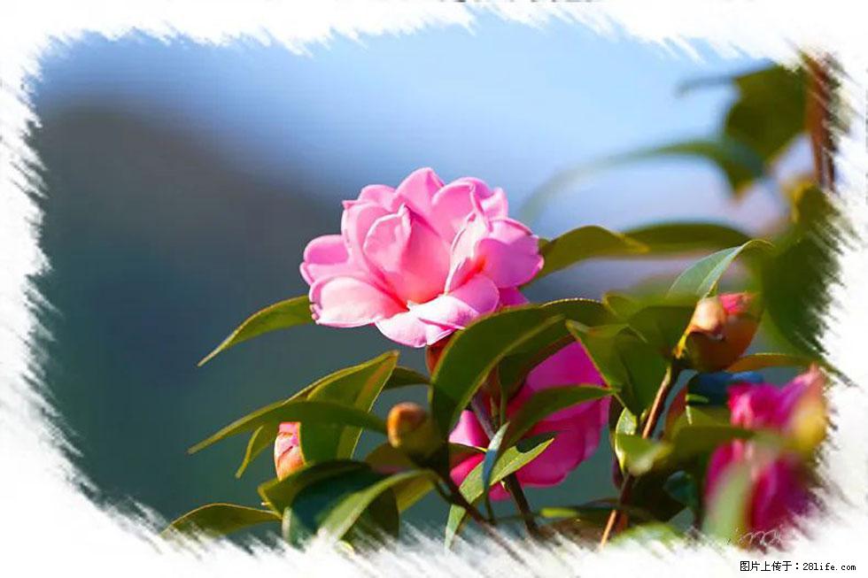 【春天,广西桂林灌阳县向您发出邀请!】杨柳井茶花惹人爱 - 游山玩水 - 伊犁生活社区 - 伊犁28生活网 yili.28life.com