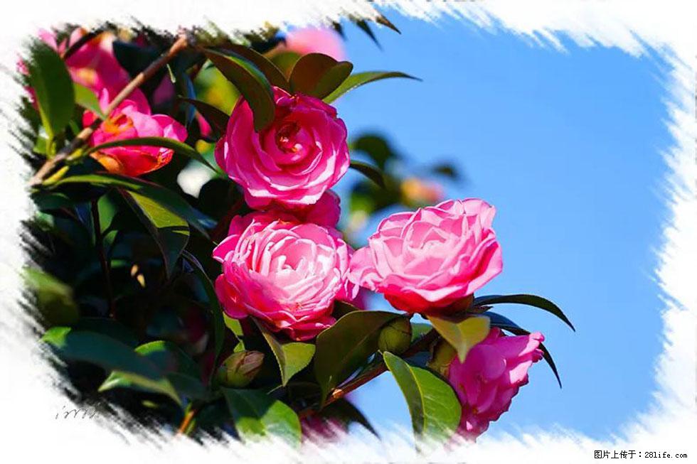 【春天,广西桂林灌阳县向您发出邀请!】杨柳井茶花惹人爱 - 游山玩水 - 伊犁生活社区 - 伊犁28生活网 yili.28life.com