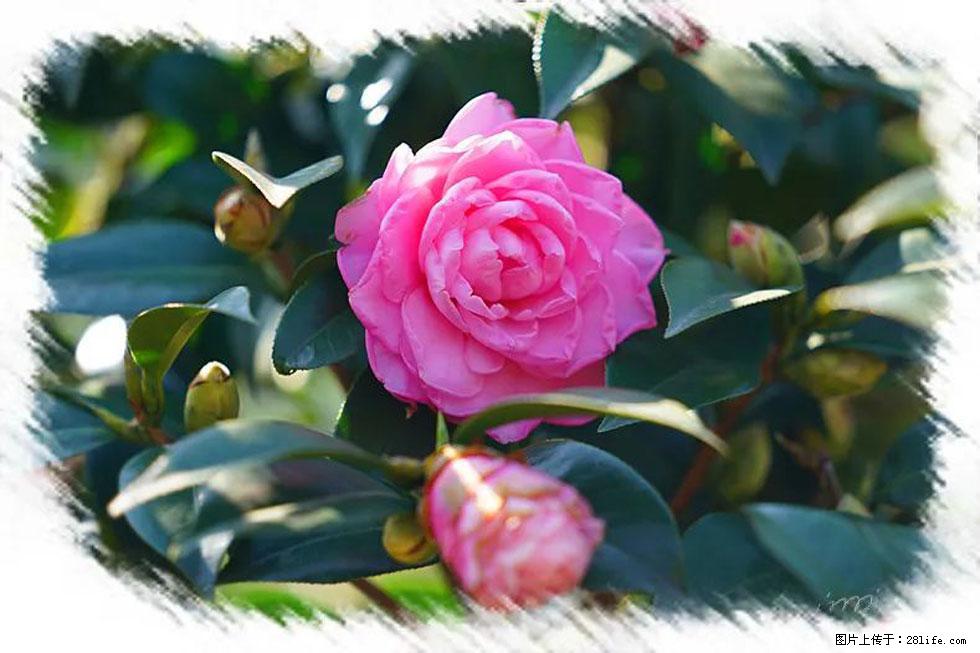 【春天,广西桂林灌阳县向您发出邀请!】杨柳井茶花惹人爱 - 游山玩水 - 伊犁生活社区 - 伊犁28生活网 yili.28life.com