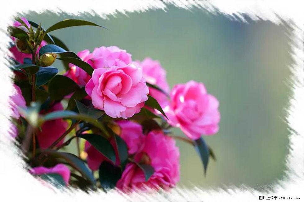 【春天,广西桂林灌阳县向您发出邀请!】杨柳井茶花惹人爱 - 游山玩水 - 伊犁生活社区 - 伊犁28生活网 yili.28life.com