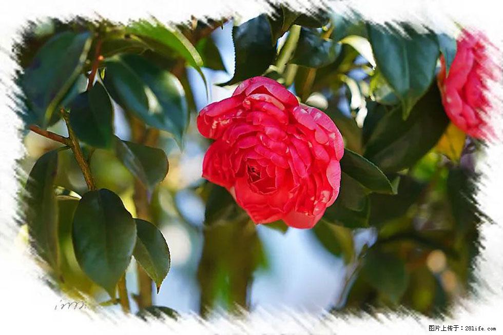 【春天,广西桂林灌阳县向您发出邀请!】杨柳井茶花惹人爱 - 游山玩水 - 伊犁生活社区 - 伊犁28生活网 yili.28life.com