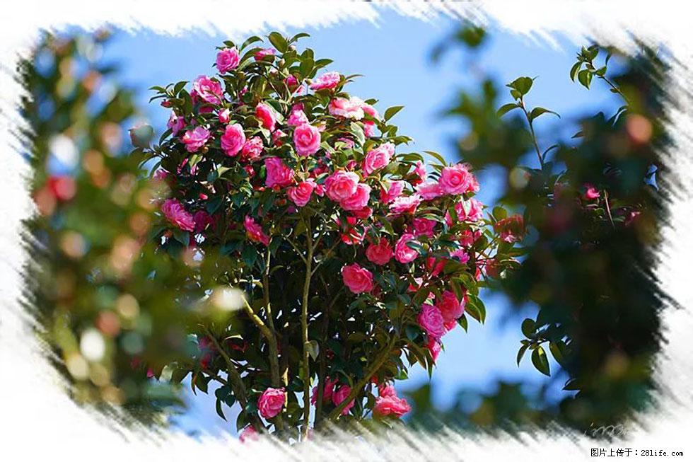 【春天,广西桂林灌阳县向您发出邀请!】杨柳井茶花惹人爱 - 游山玩水 - 伊犁生活社区 - 伊犁28生活网 yili.28life.com