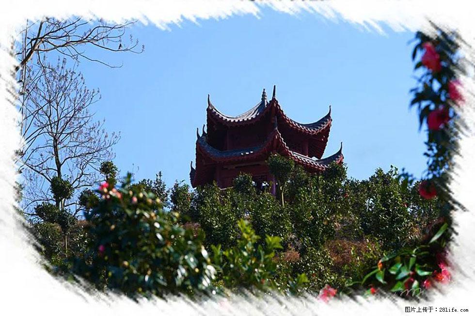 【春天,广西桂林灌阳县向您发出邀请!】杨柳井茶花惹人爱 - 游山玩水 - 伊犁生活社区 - 伊犁28生活网 yili.28life.com