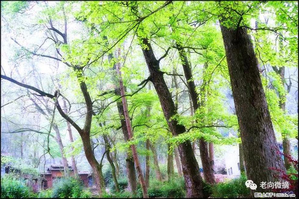 【春天,广西桂林灌阳县向您发出邀请!】在小龙村与春天约会 - 游山玩水 - 伊犁生活社区 - 伊犁28生活网 yili.28life.com