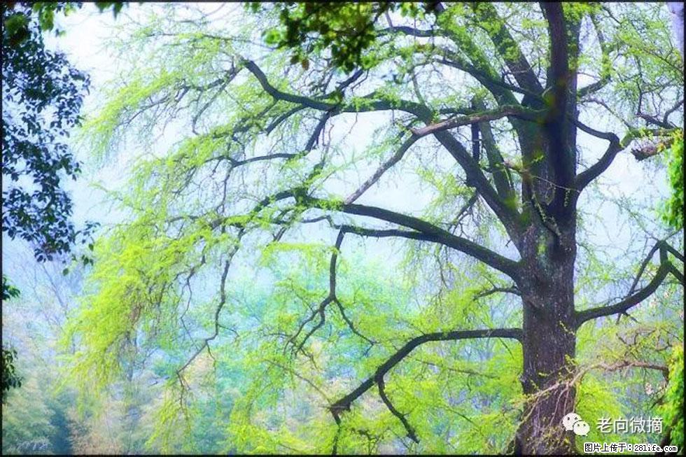 【春天,广西桂林灌阳县向您发出邀请!】在小龙村与春天约会 - 游山玩水 - 伊犁生活社区 - 伊犁28生活网 yili.28life.com