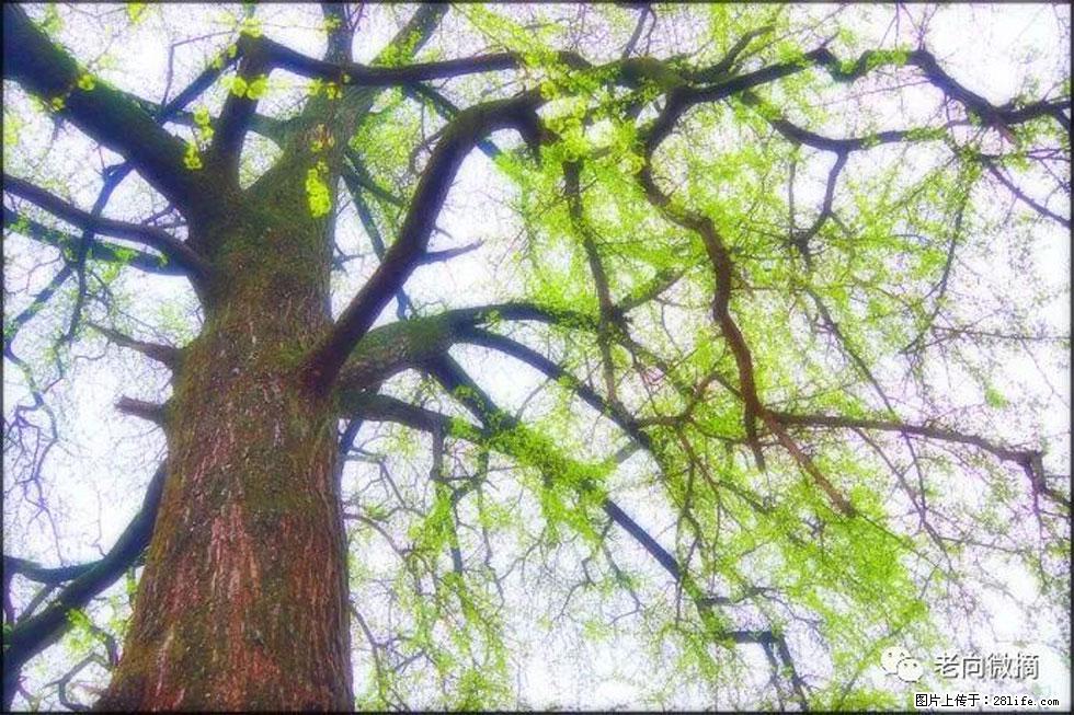 【春天,广西桂林灌阳县向您发出邀请!】在小龙村与春天约会 - 游山玩水 - 伊犁生活社区 - 伊犁28生活网 yili.28life.com