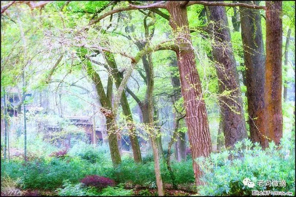 【春天,广西桂林灌阳县向您发出邀请!】在小龙村与春天约会 - 游山玩水 - 伊犁生活社区 - 伊犁28生活网 yili.28life.com