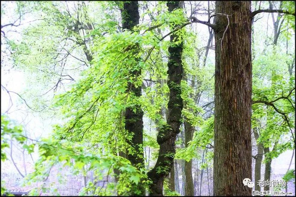 【春天,广西桂林灌阳县向您发出邀请!】在小龙村与春天约会 - 游山玩水 - 伊犁生活社区 - 伊犁28生活网 yili.28life.com