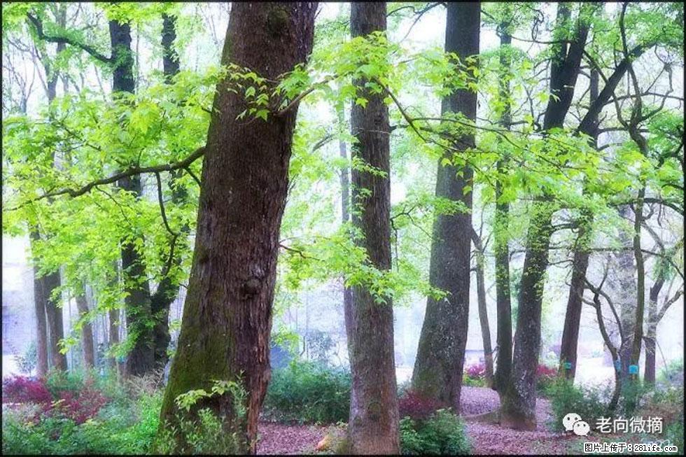 【春天,广西桂林灌阳县向您发出邀请!】在小龙村与春天约会 - 游山玩水 - 伊犁生活社区 - 伊犁28生活网 yili.28life.com