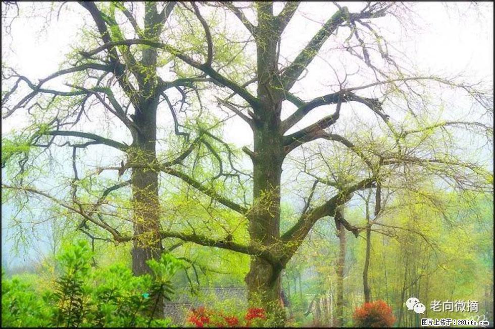 【春天,广西桂林灌阳县向您发出邀请!】在小龙村与春天约会 - 游山玩水 - 伊犁生活社区 - 伊犁28生活网 yili.28life.com