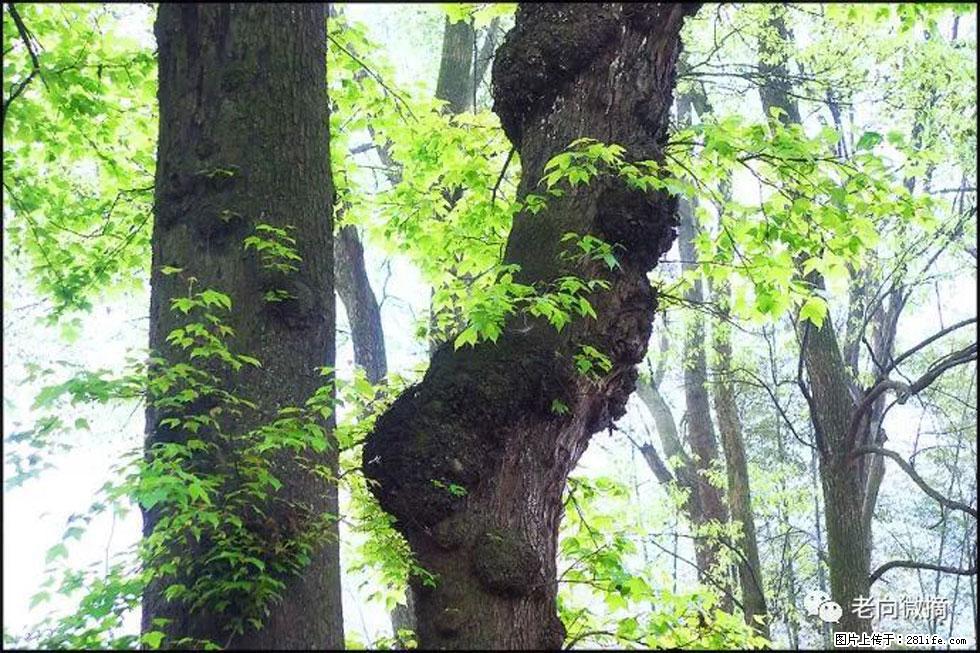 【春天,广西桂林灌阳县向您发出邀请!】在小龙村与春天约会 - 游山玩水 - 伊犁生活社区 - 伊犁28生活网 yili.28life.com