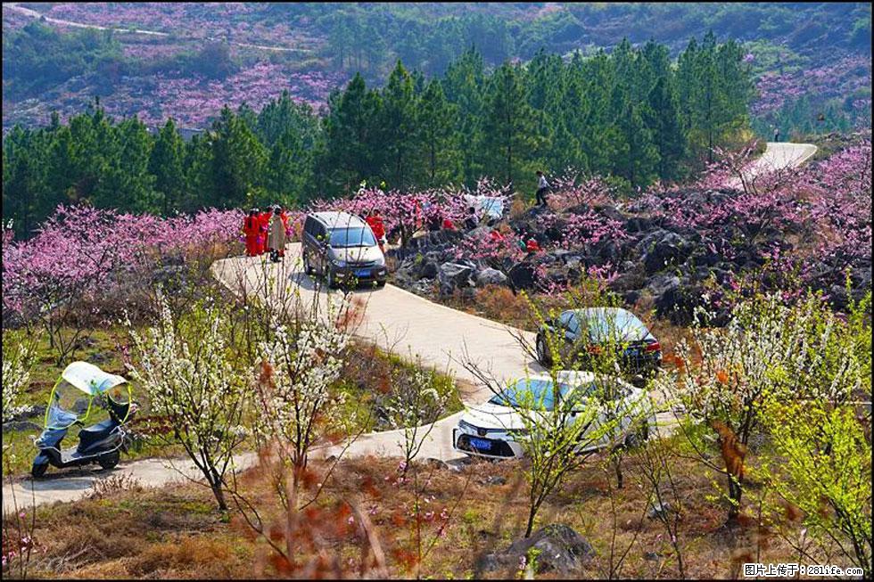 【春天,广西桂林灌阳县向您发出邀请!】望月岭上桃花开 - 游山玩水 - 伊犁生活社区 - 伊犁28生活网 yili.28life.com