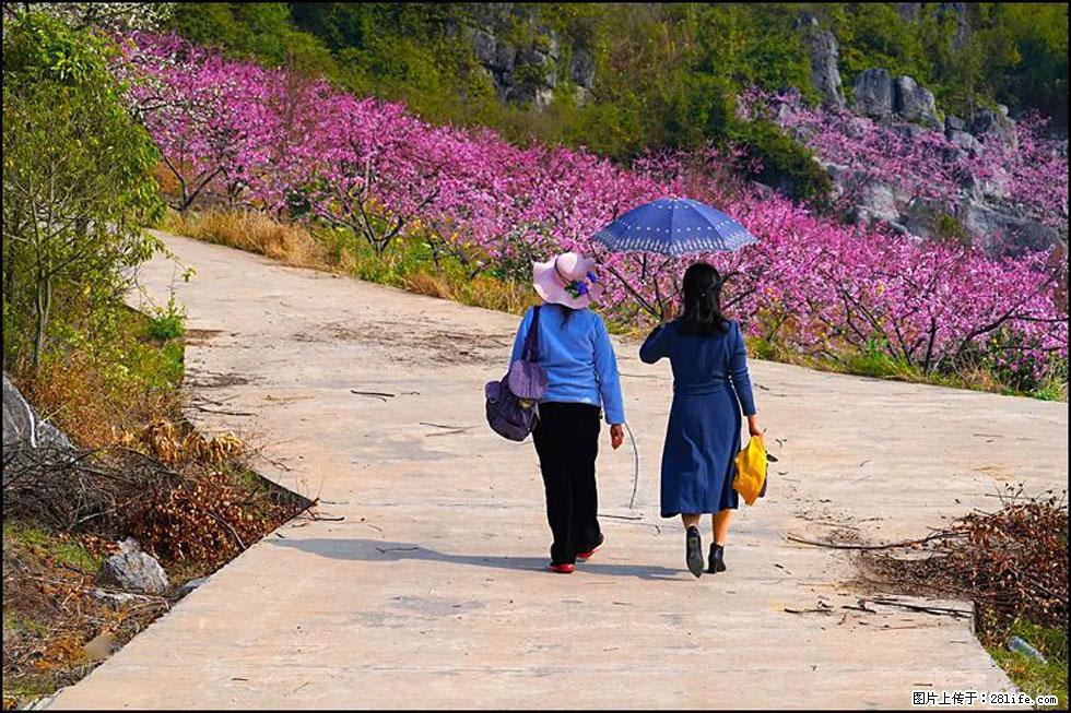 【春天,广西桂林灌阳县向您发出邀请!】望月岭上桃花开 - 游山玩水 - 伊犁生活社区 - 伊犁28生活网 yili.28life.com