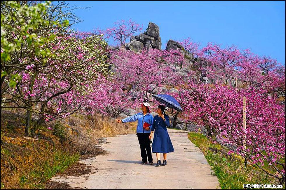 【春天,广西桂林灌阳县向您发出邀请!】望月岭上桃花开 - 游山玩水 - 伊犁生活社区 - 伊犁28生活网 yili.28life.com