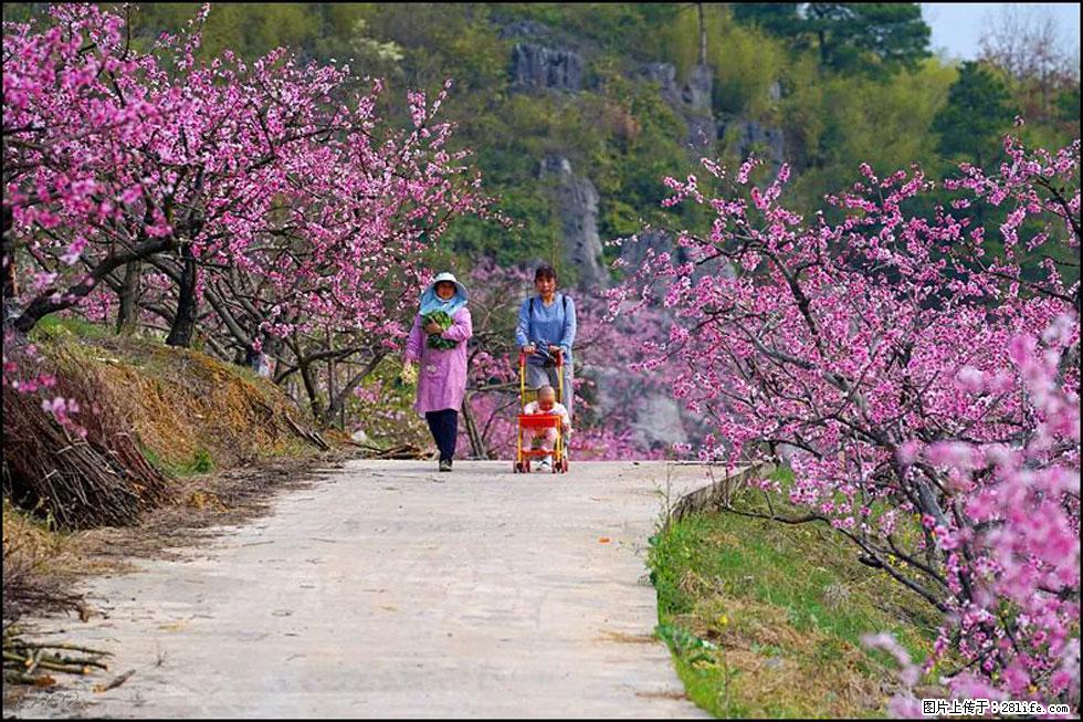 【春天,广西桂林灌阳县向您发出邀请!】望月岭上桃花开 - 游山玩水 - 伊犁生活社区 - 伊犁28生活网 yili.28life.com