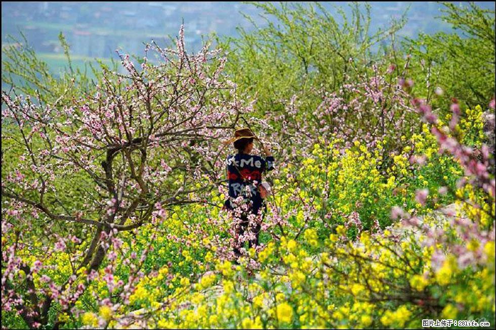 【春天,广西桂林灌阳县向您发出邀请!】望月岭上桃花开 - 游山玩水 - 伊犁生活社区 - 伊犁28生活网 yili.28life.com